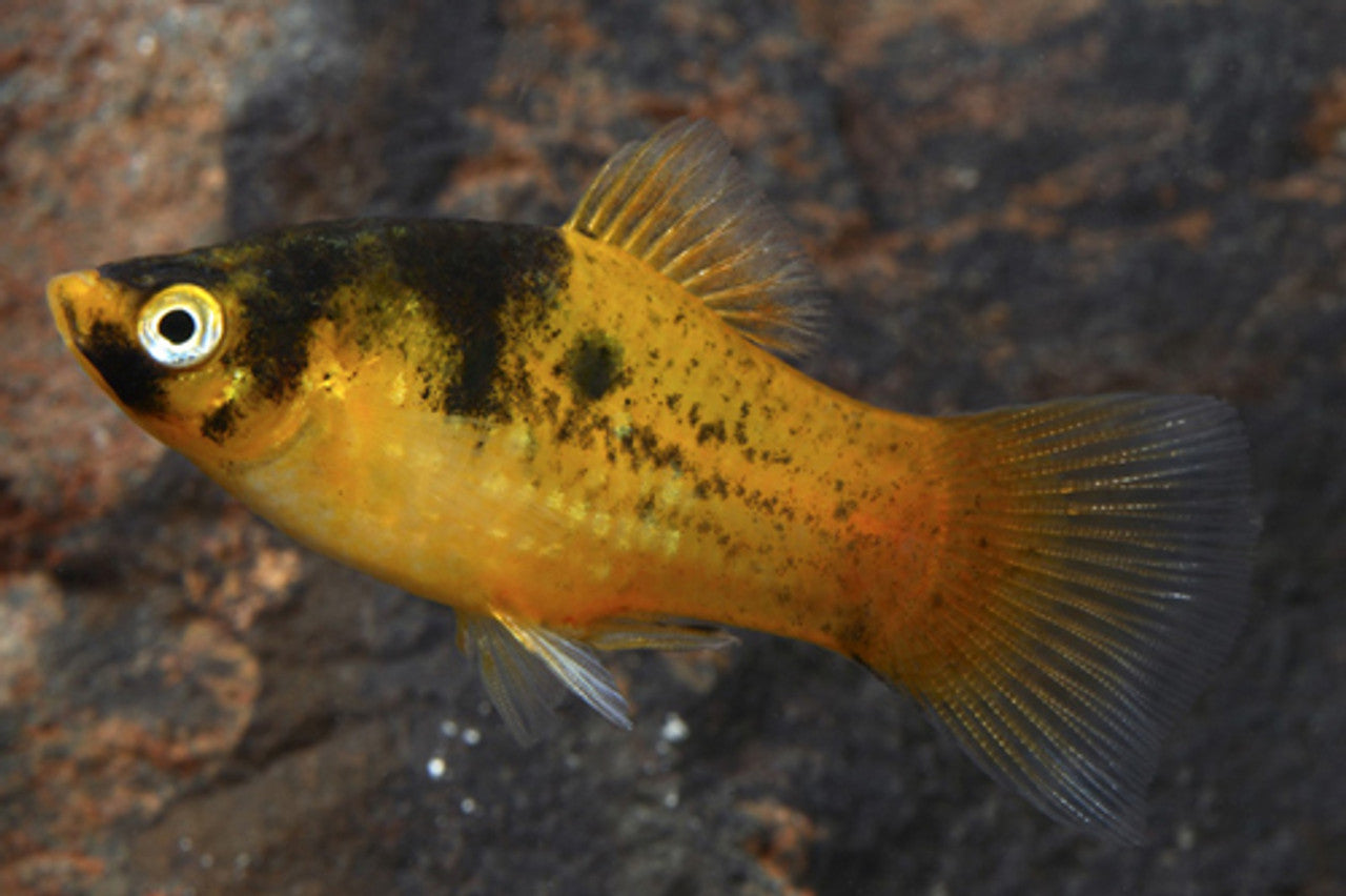 Platy Bumble Bee