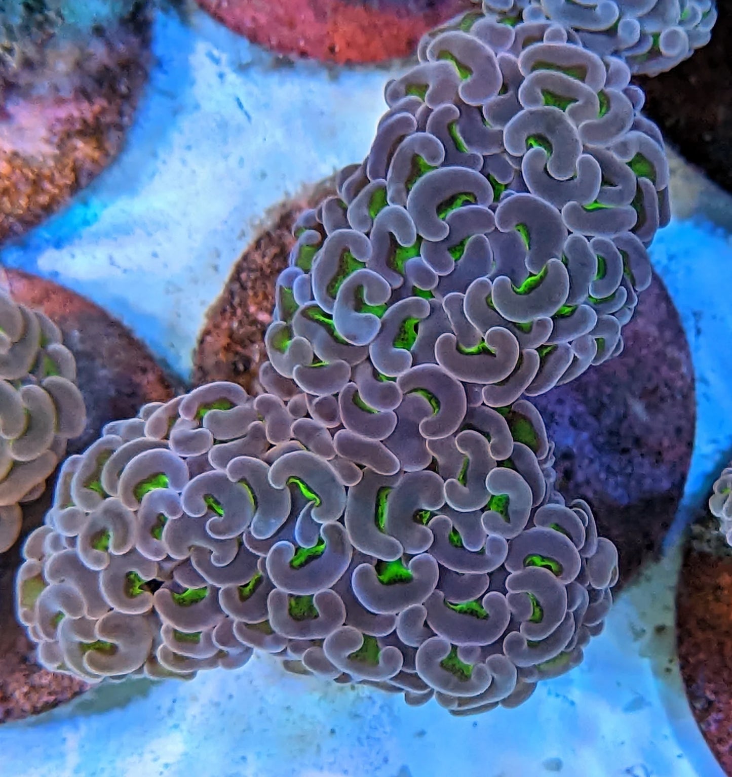 Hammer Coral Wall(Euphyllia ancora)