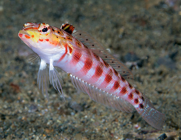 Grubfish - Redspotted Sandperch (Parapercis schauinslandi)