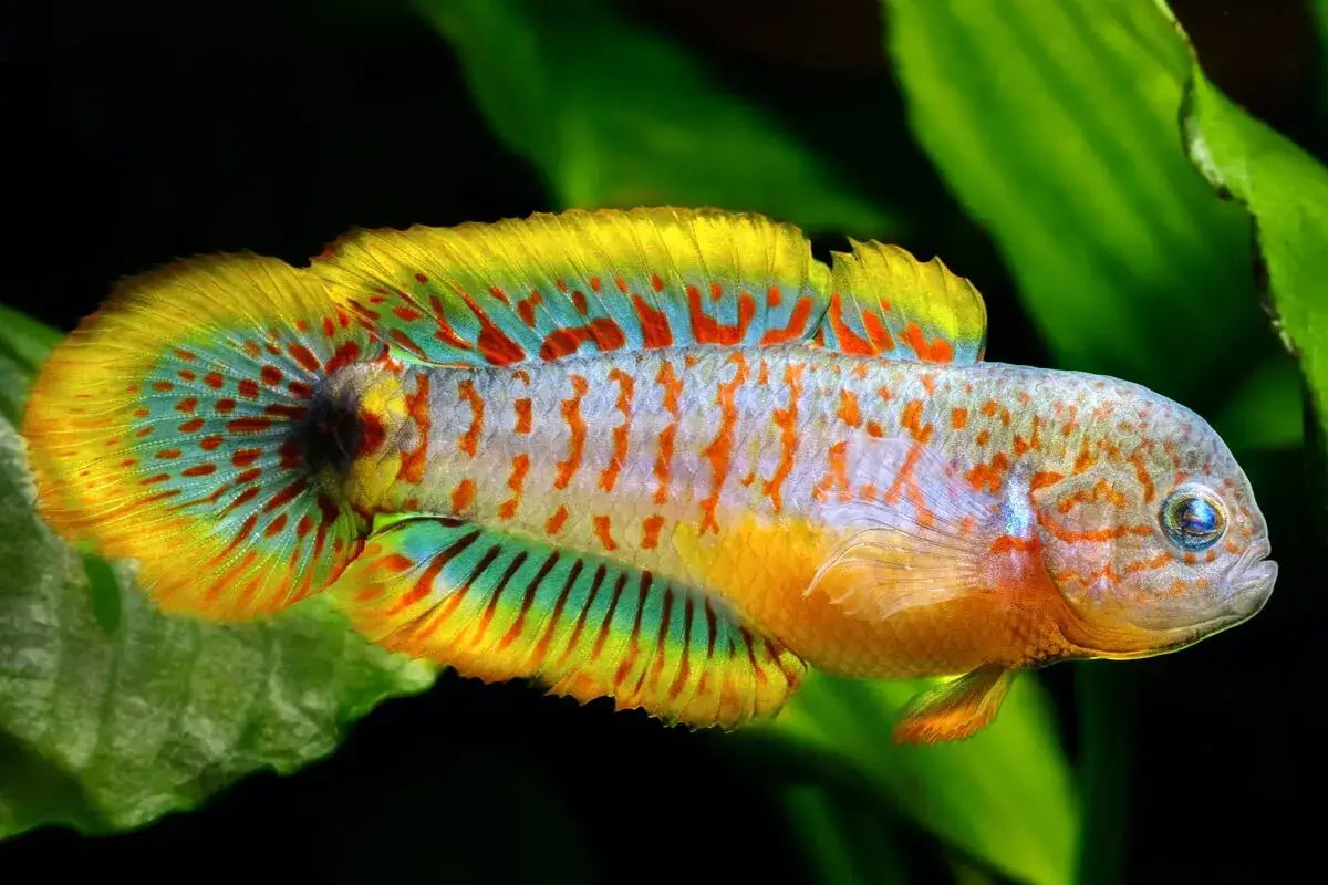 Gudgeon - Peacock (Tateurndina ocellicauda)