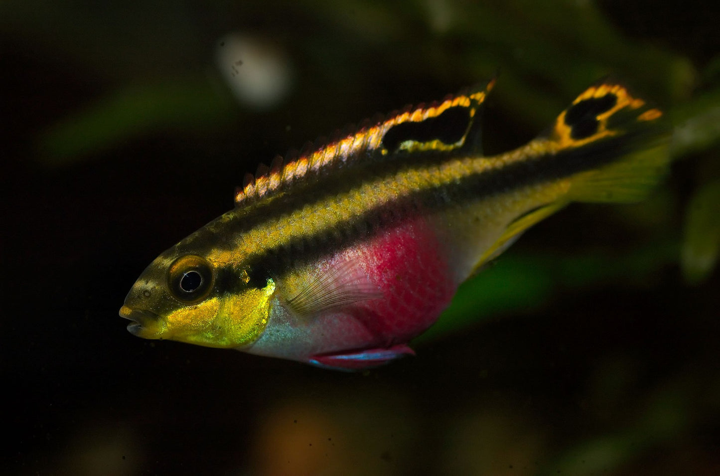 Cichlid-  Kribensis (Pelvicachromis pulcher)