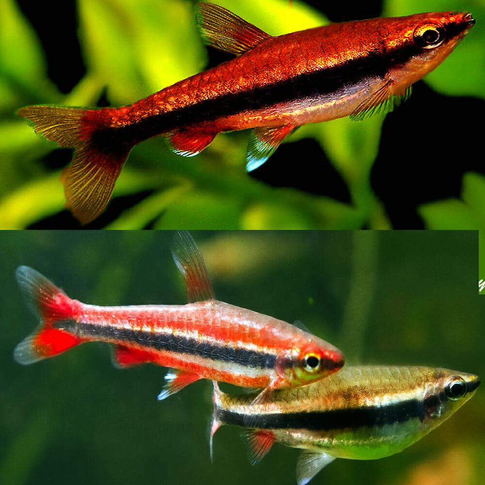 Pencilfish Golden - Red Form