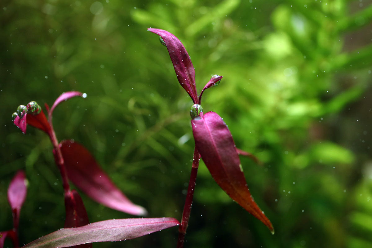 Persicaria maculosa (Sao Paolo)