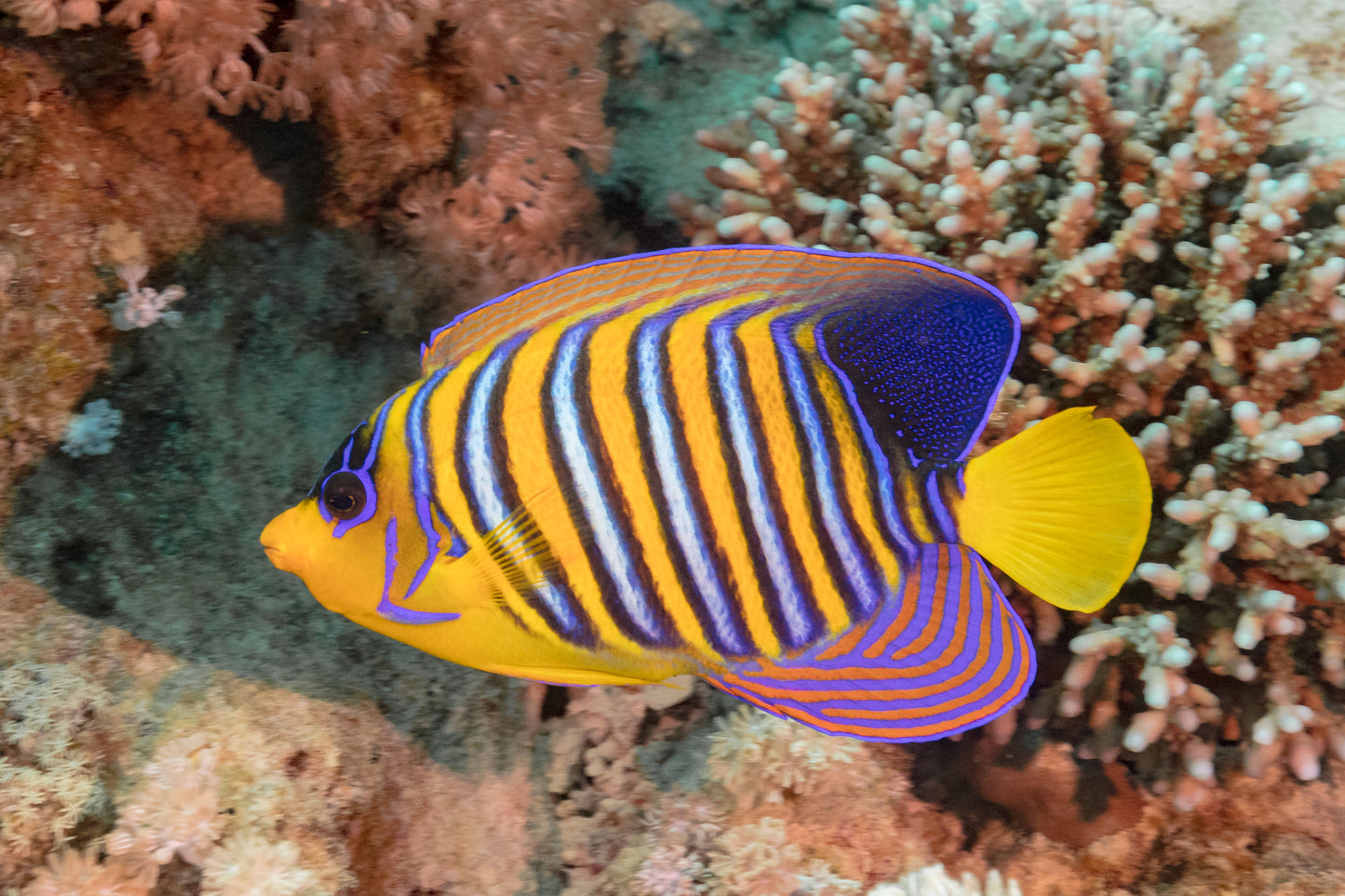 Angelfish Regal