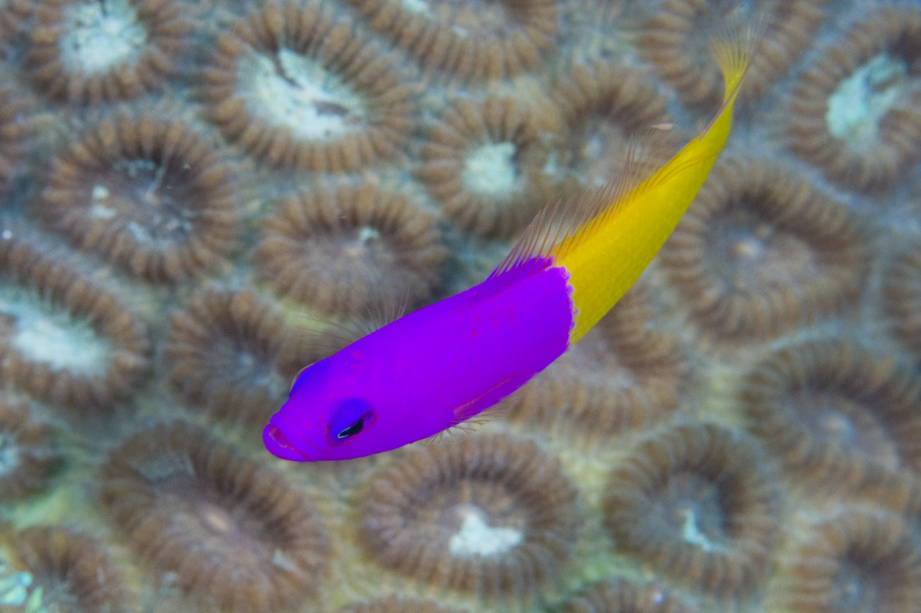 Dottyback - Royal/Bicolor (Pictichromis paccagnellae)