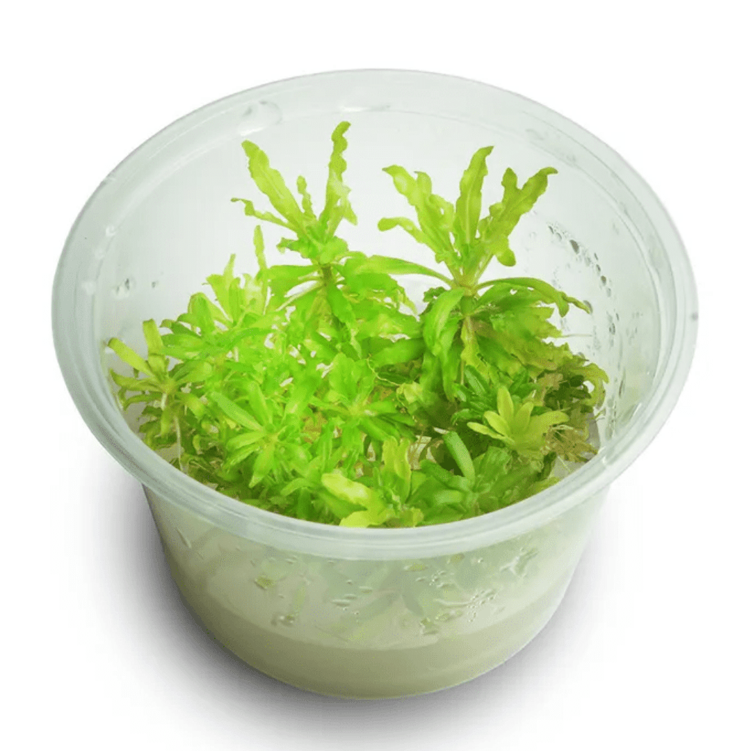 TC Pogostemon Helferi