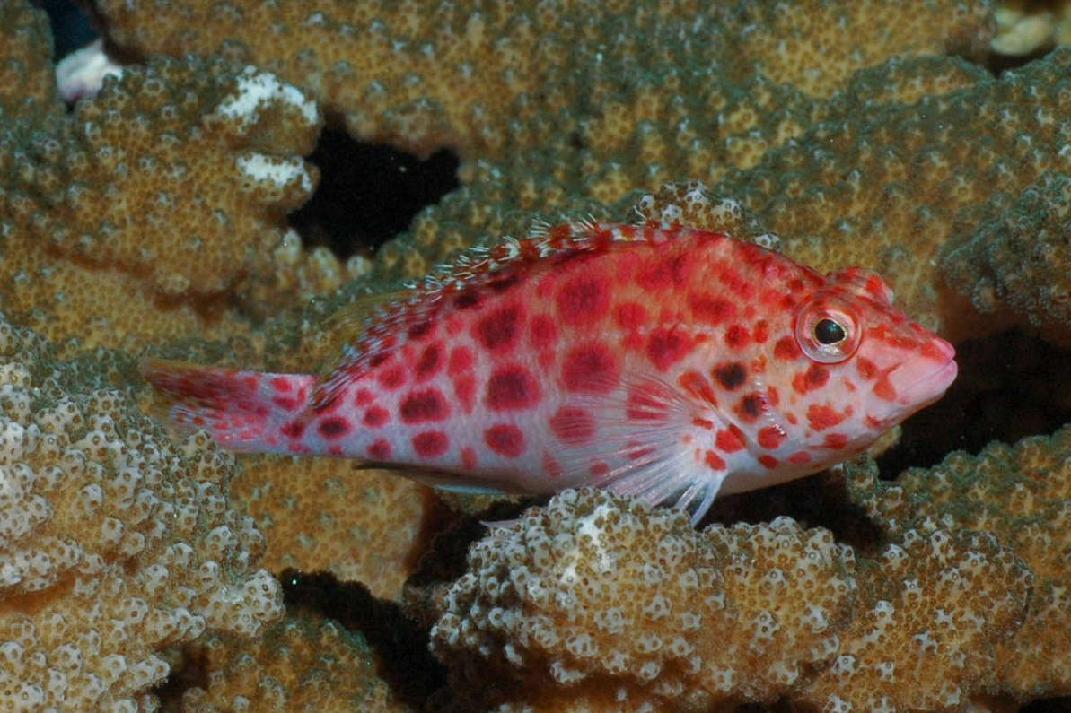 Hawkfish - Pixy (Cirrhitichthys oxycephalus)