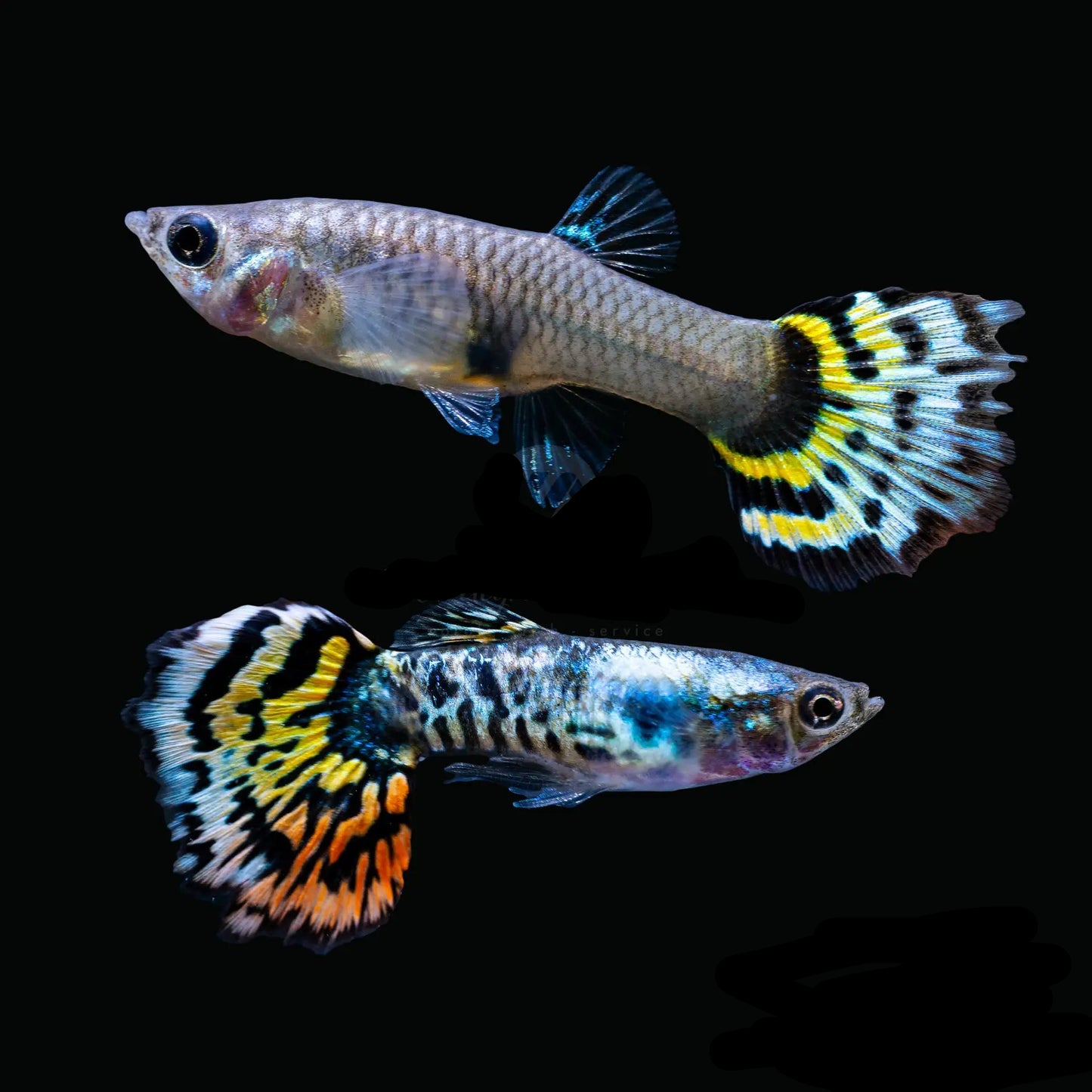 Guppy Platinum Yellow Tiger PAIR