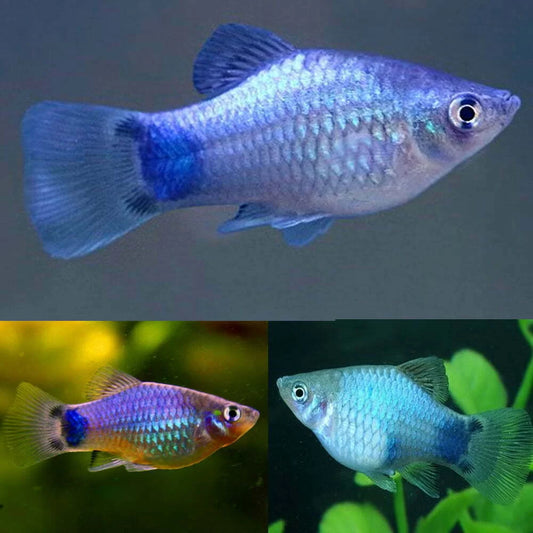 Platy Blue Mickey Mouse