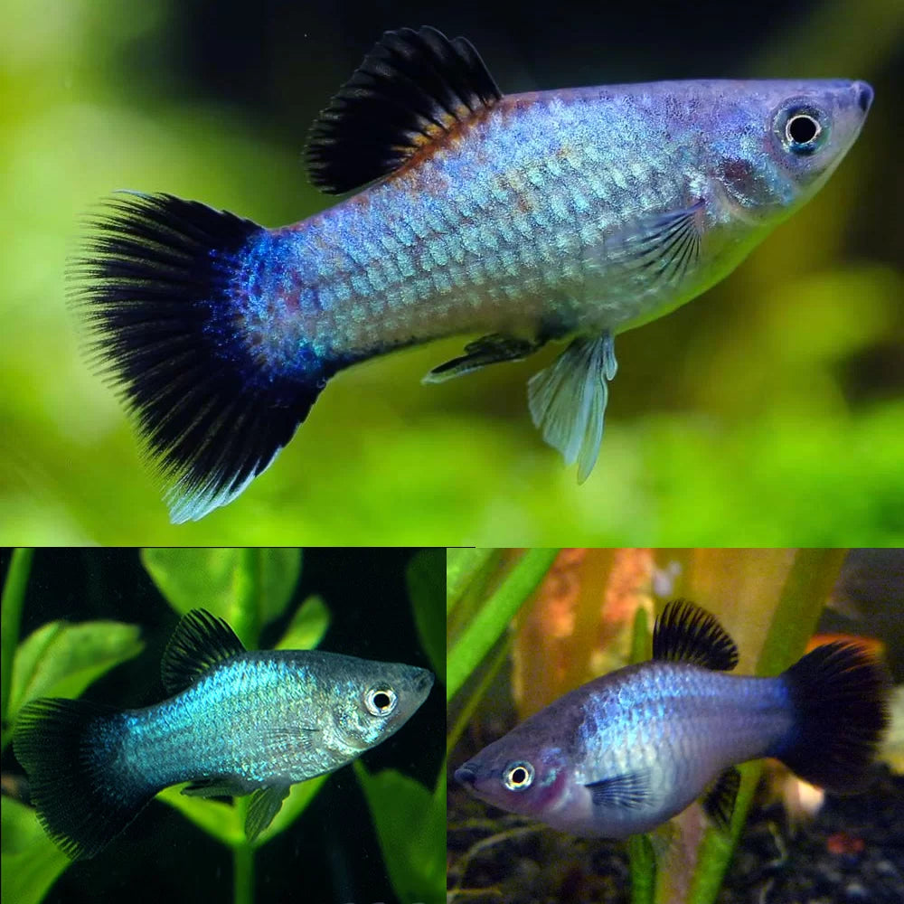 Platy Blue Reef Variatus