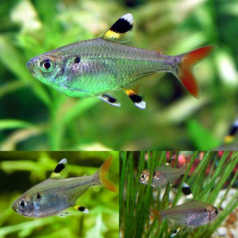 Tetra Pristella