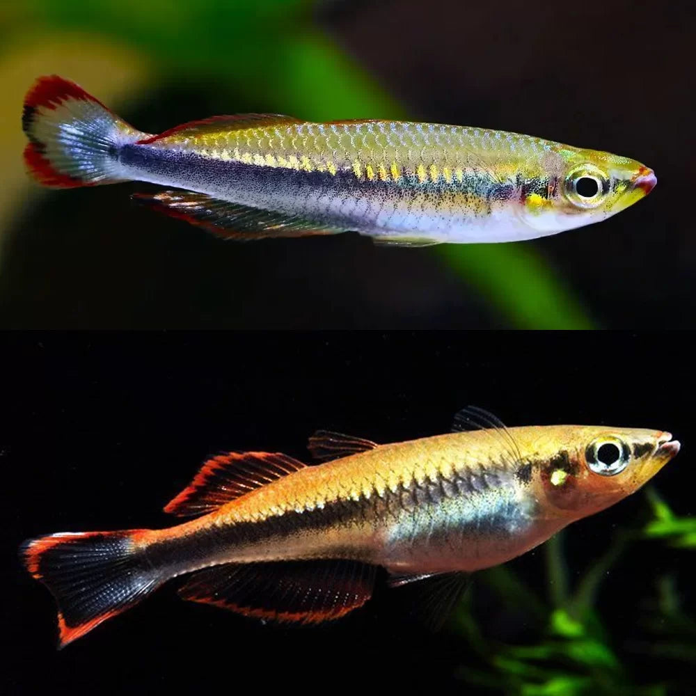 Rainbowfish  - Madagascar (Bedotia madagascarensis)