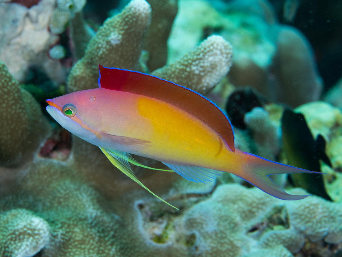 Anthias Dispar (Nemanthias dispar)