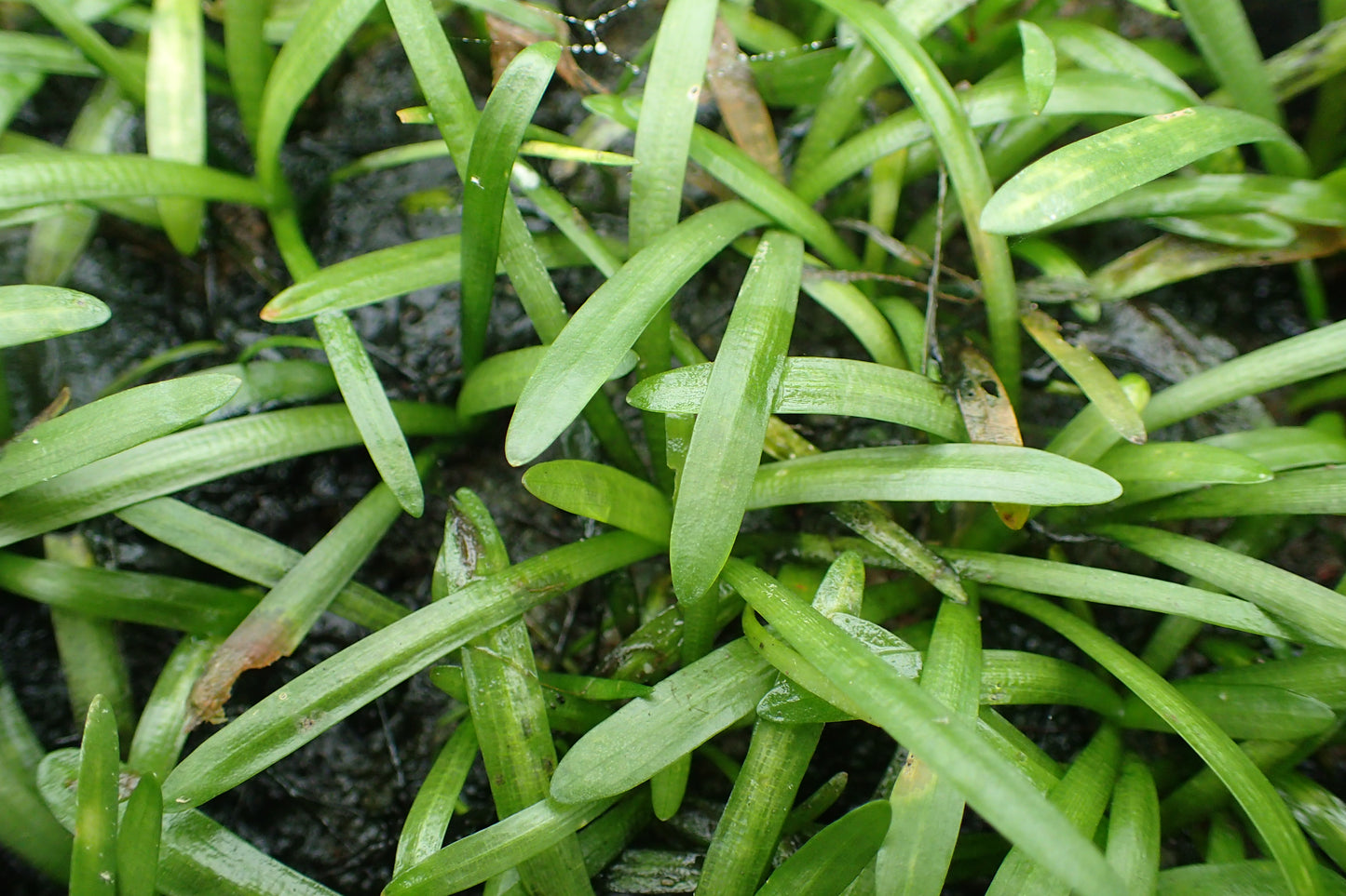 Sagittaria subulata (Dwarf Sagittaria)