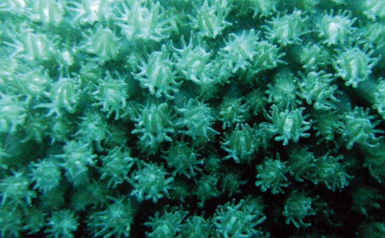 Stinging Corals (Leptastrea/Hydnophora/Platygyra/Galaxia/Bernardopora Sp.)