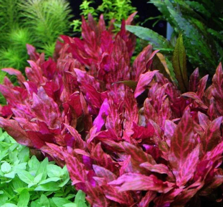 Alternanthera reineckii 'rosanervig'