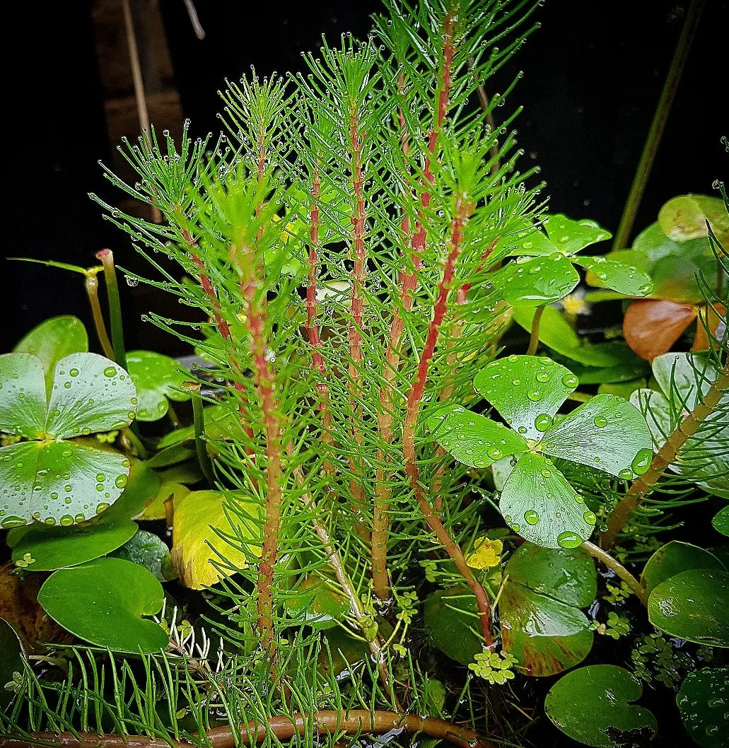 Milfoil - Red Stem (Myriophyllum papillosum)