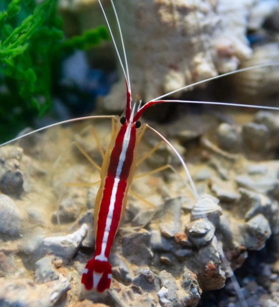 Shrimp Red Line Cleaner (Lysmata amboinensis) 'Aquacultured'