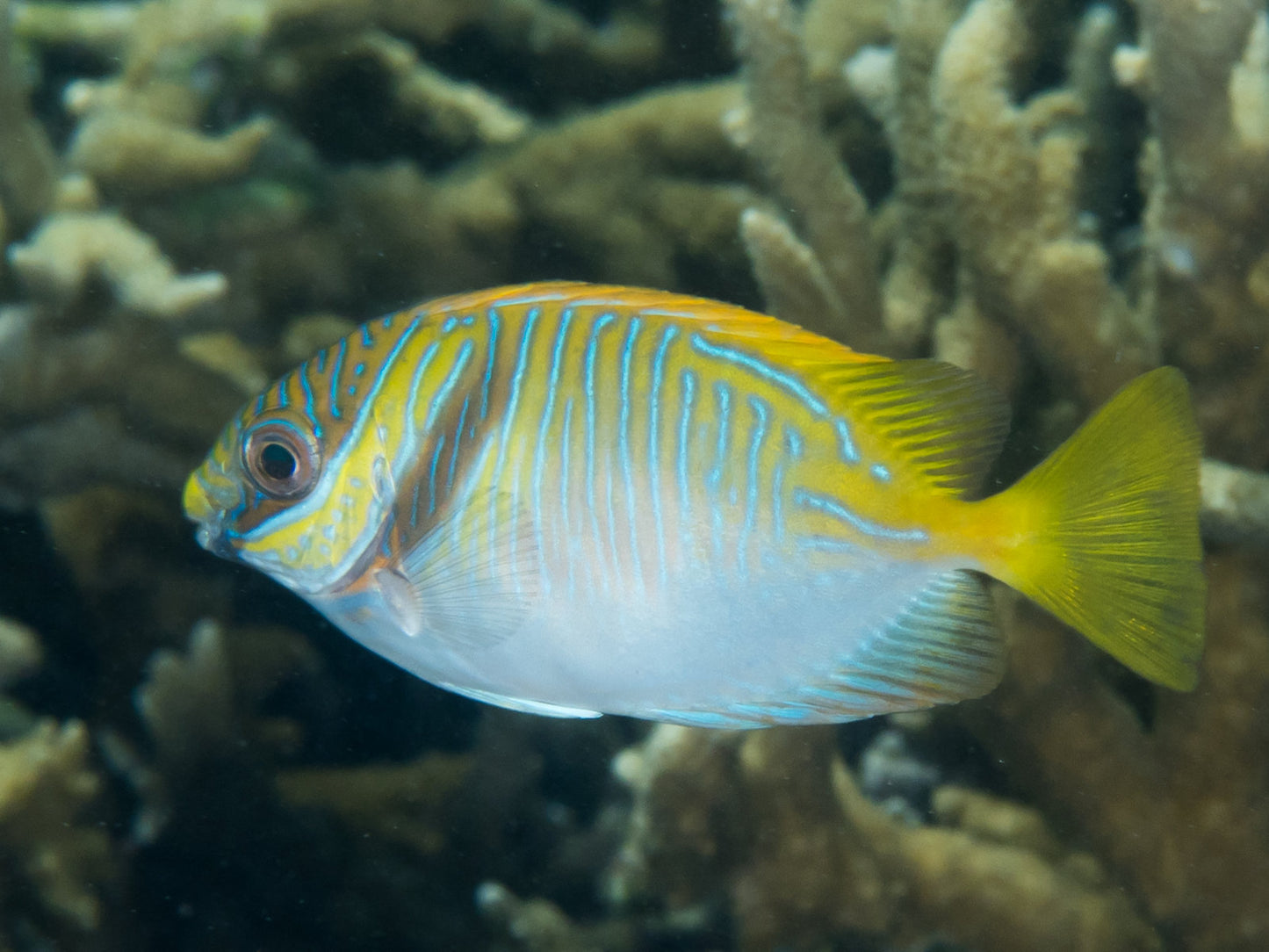 RabbitFish - Barred (Siganus doliatus)