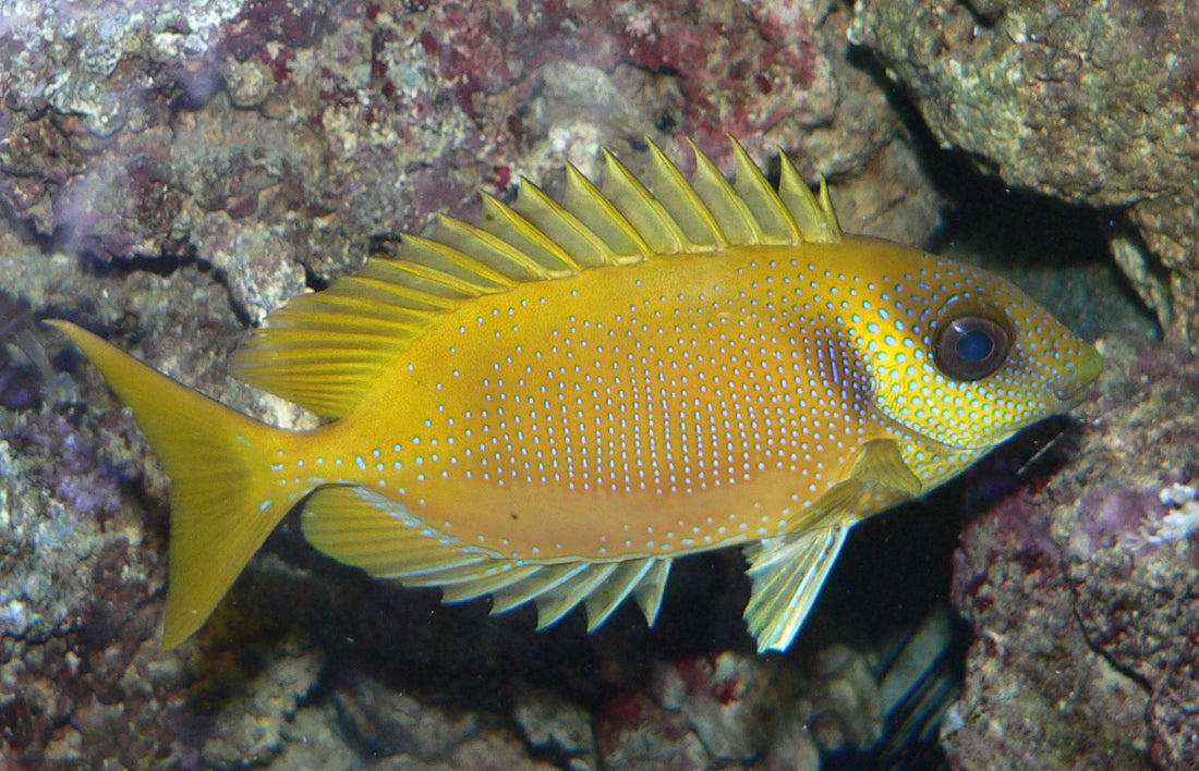 RabbitFish - Coral (Siganus corallinus)