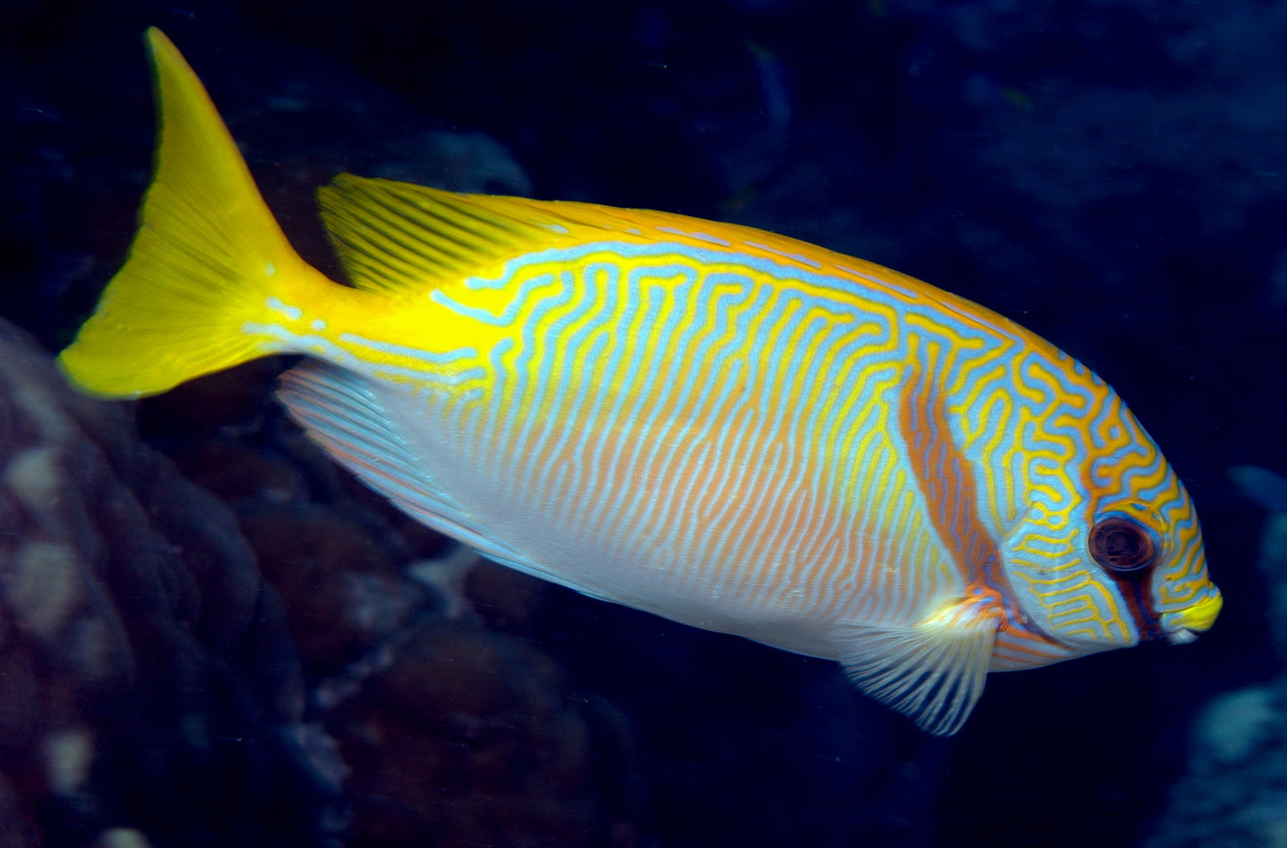 RabbitFish - Barred (Siganus doliatus)