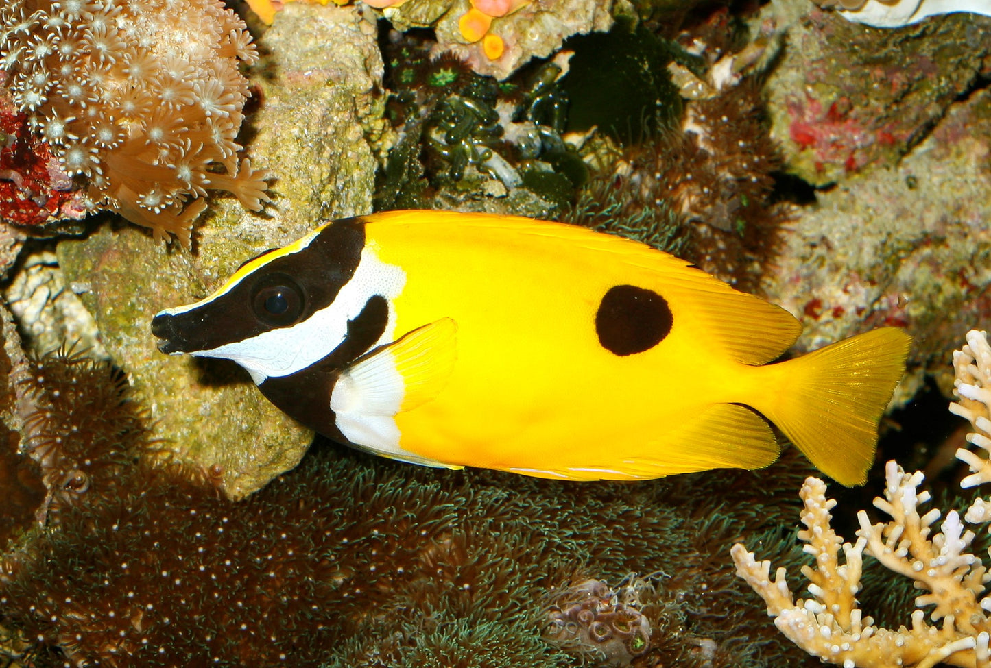 Foxface - One Spot (Siganus unimaculatus) "Uncommon"