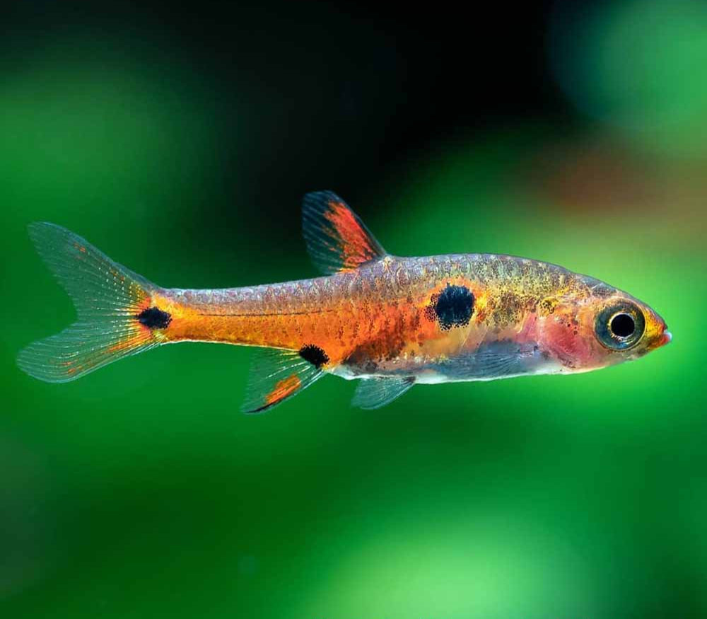 Rasbora - Strawberry (Boraras naevus)