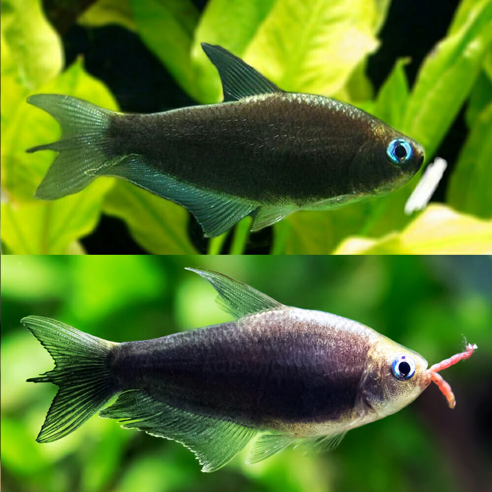 Tetra Black Emporer