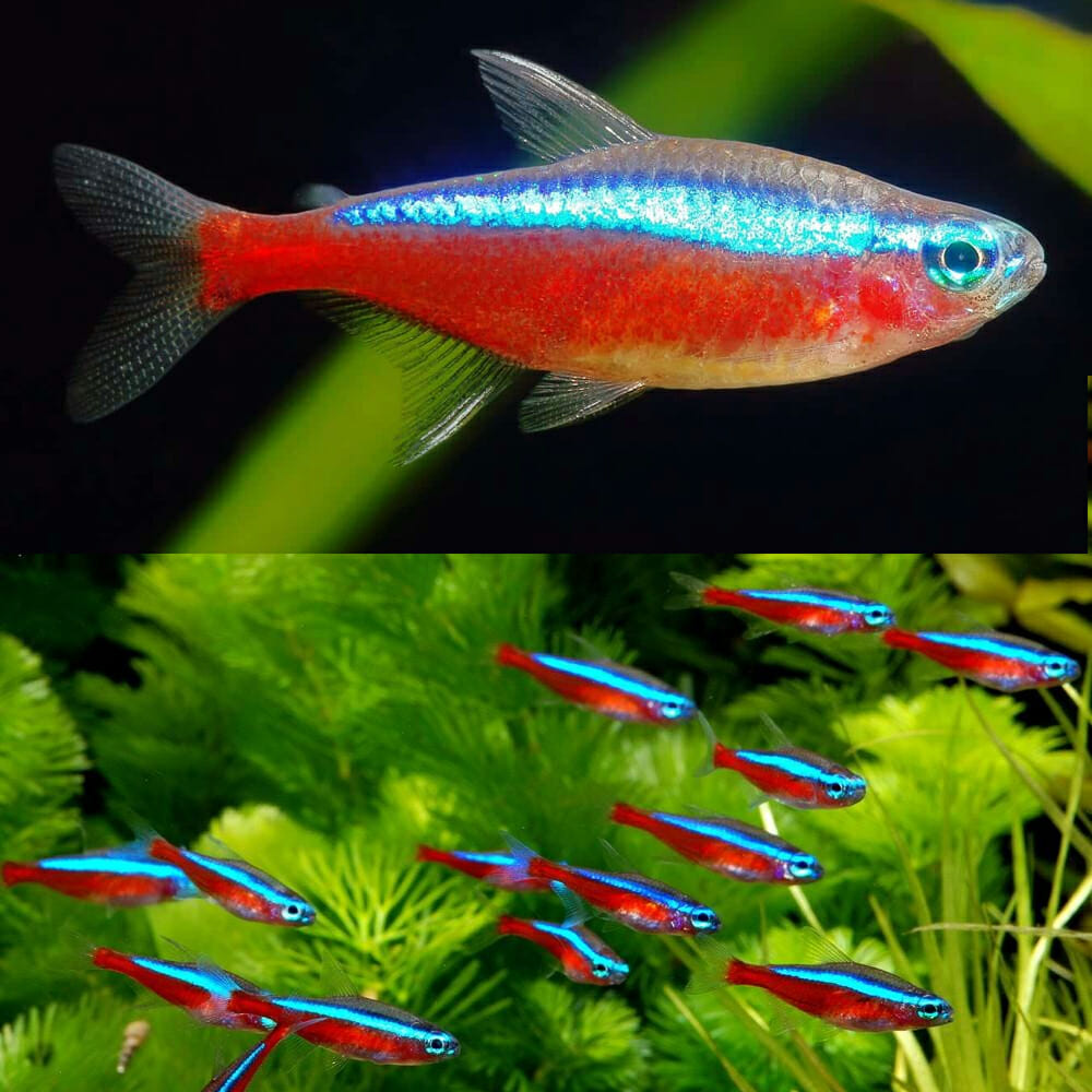 Tetra Cardinal