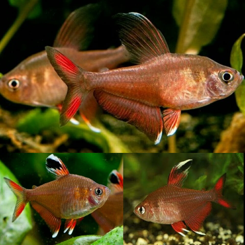 Tetra Rosy