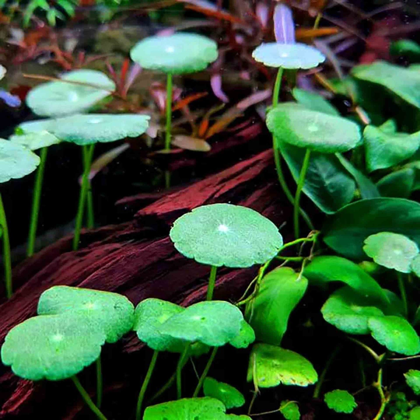 Hydrocotyle/Cardamine verticillata (Shield Pennywort/Mushroom Runner) *Semi Emersed*