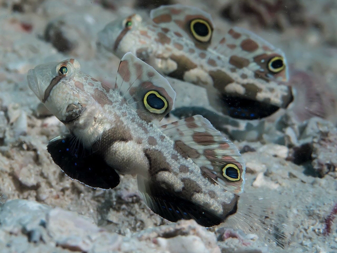 Twin Spot Goby (Signigobius Biocellatus)