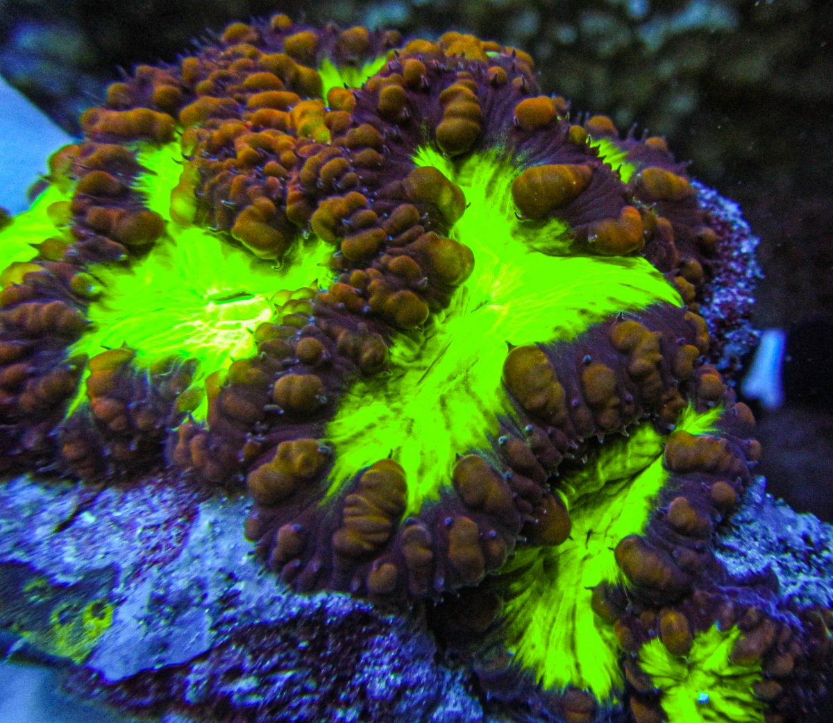 Blastomussa wellsi/merletti