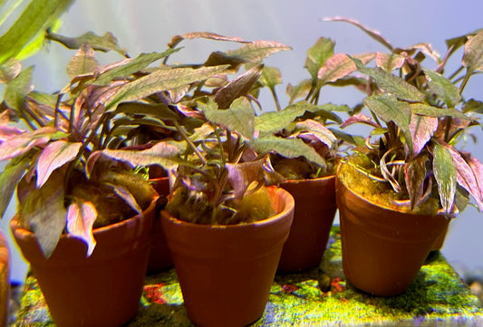 Cryptocoryne wendtii 'Pink Flamingo' - Small Potted Clump