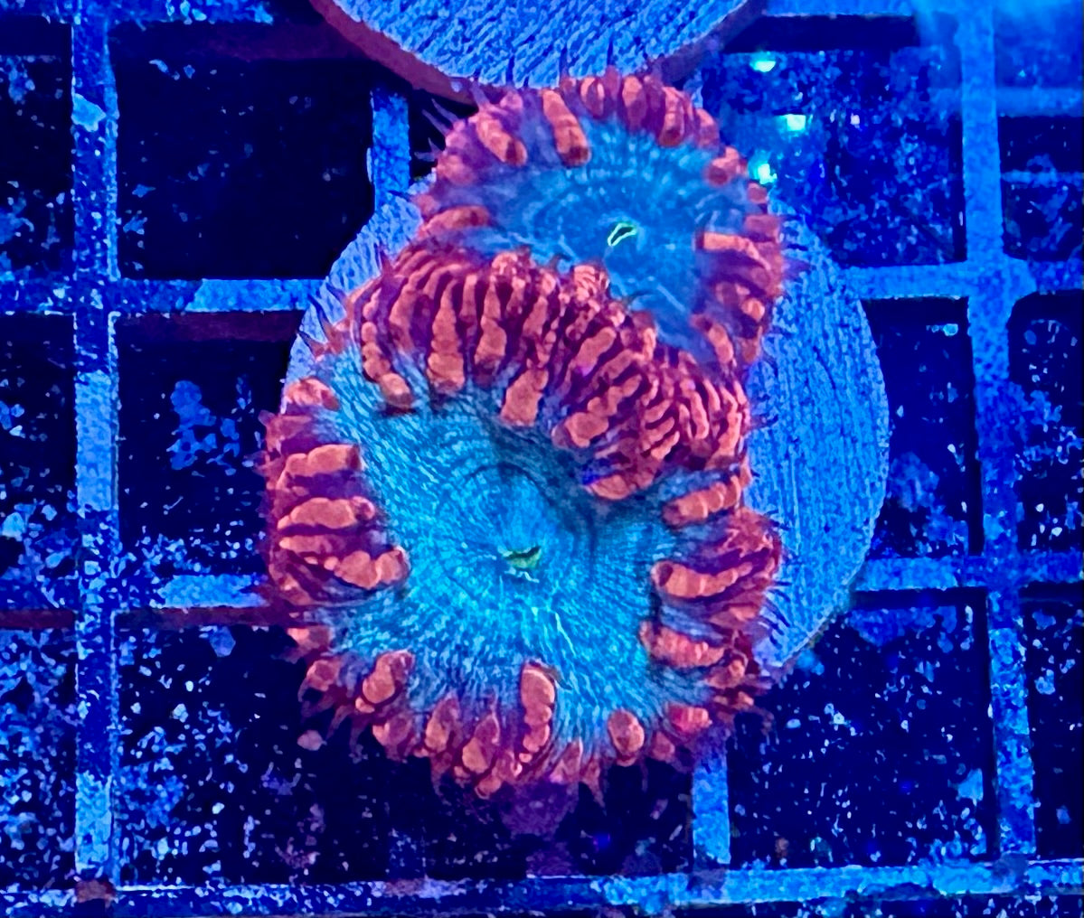 Aquacultured Coral Frags