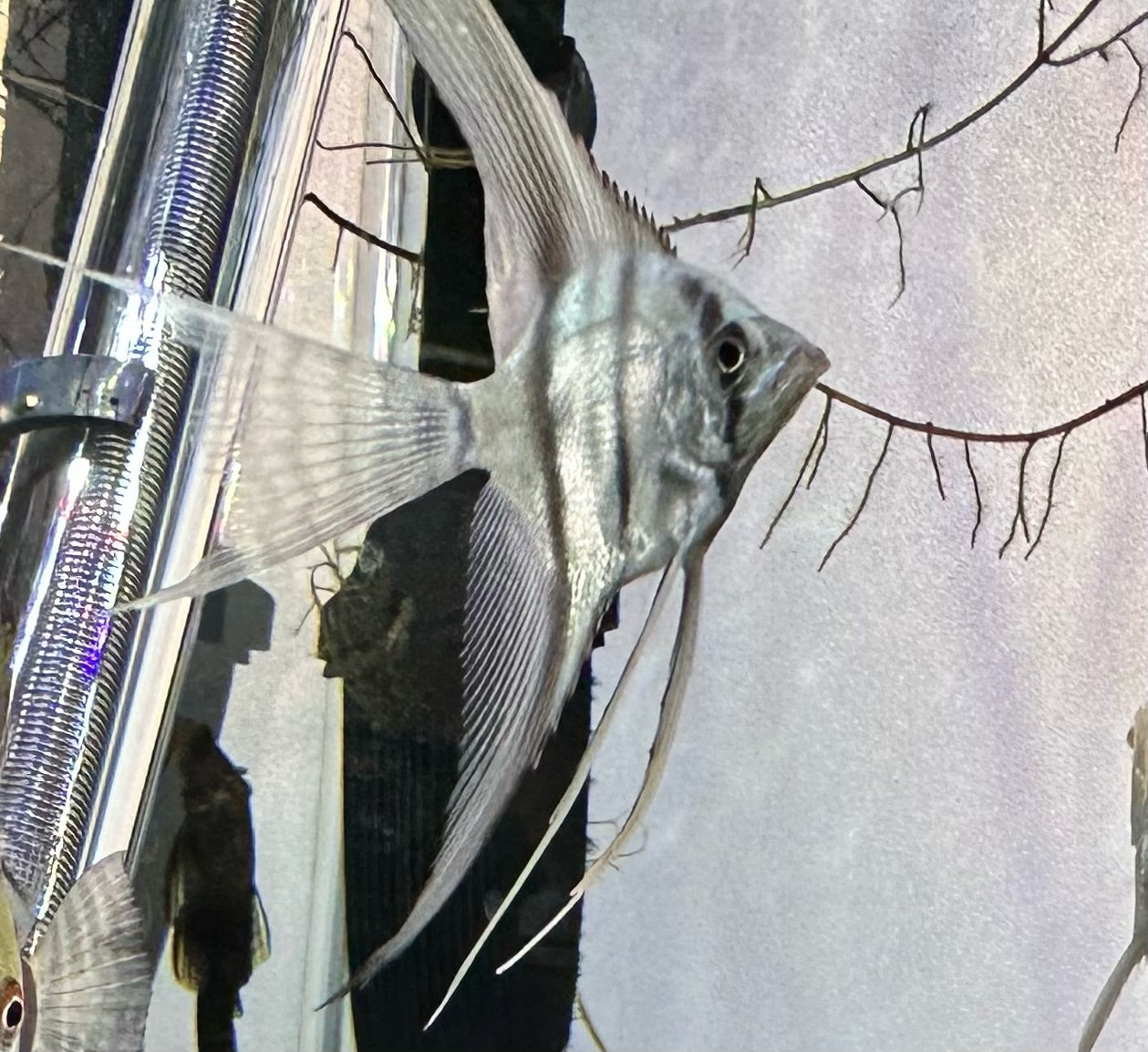 Angelfish Neon Green