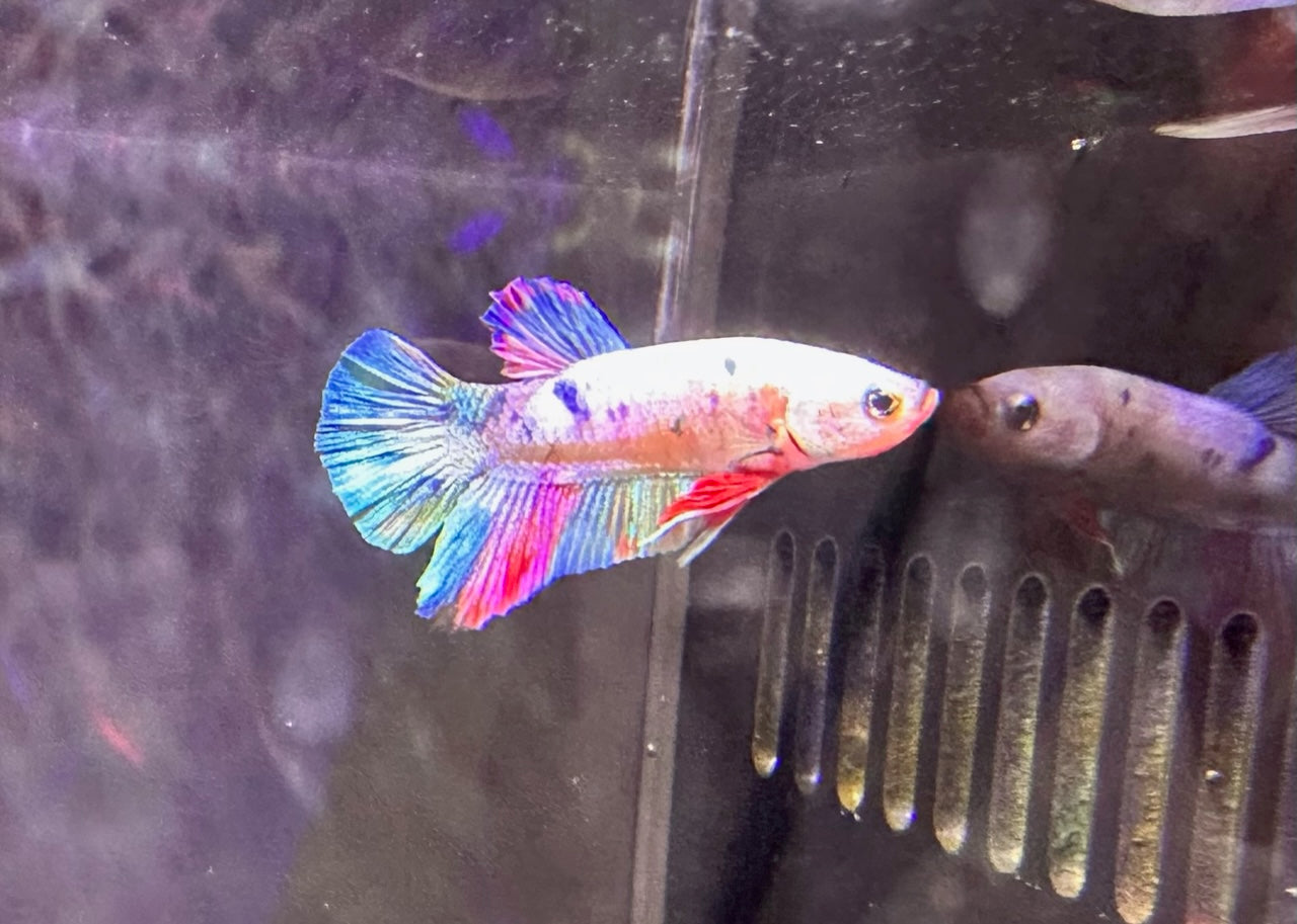 Betta PKHM Multi Colour Male