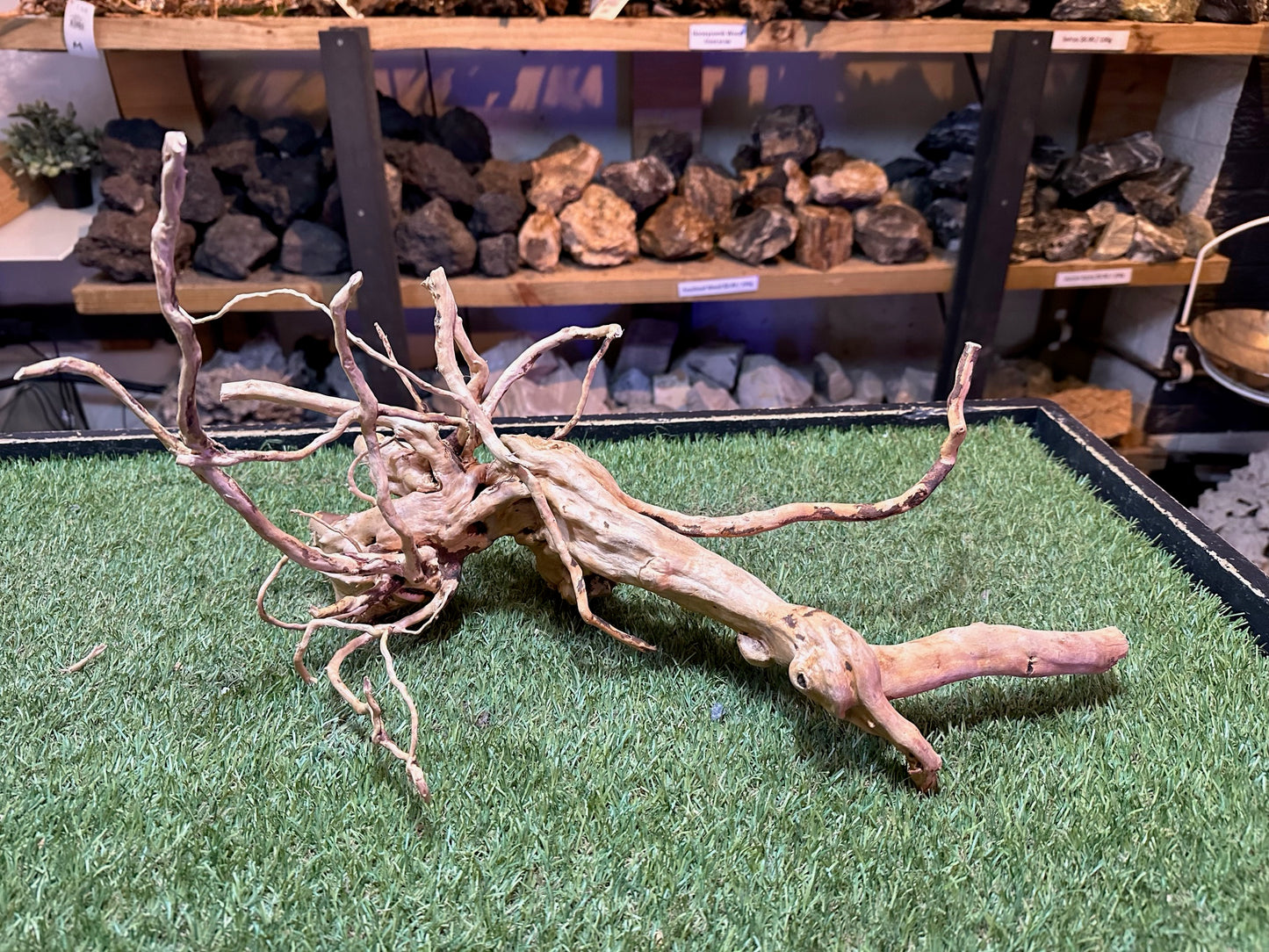 Wood Root Vine