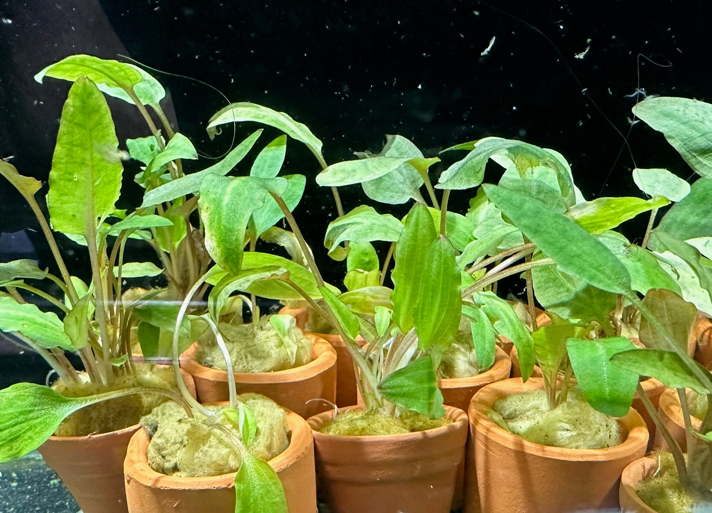 Cryptocoryne in terracotta pot - Assorted