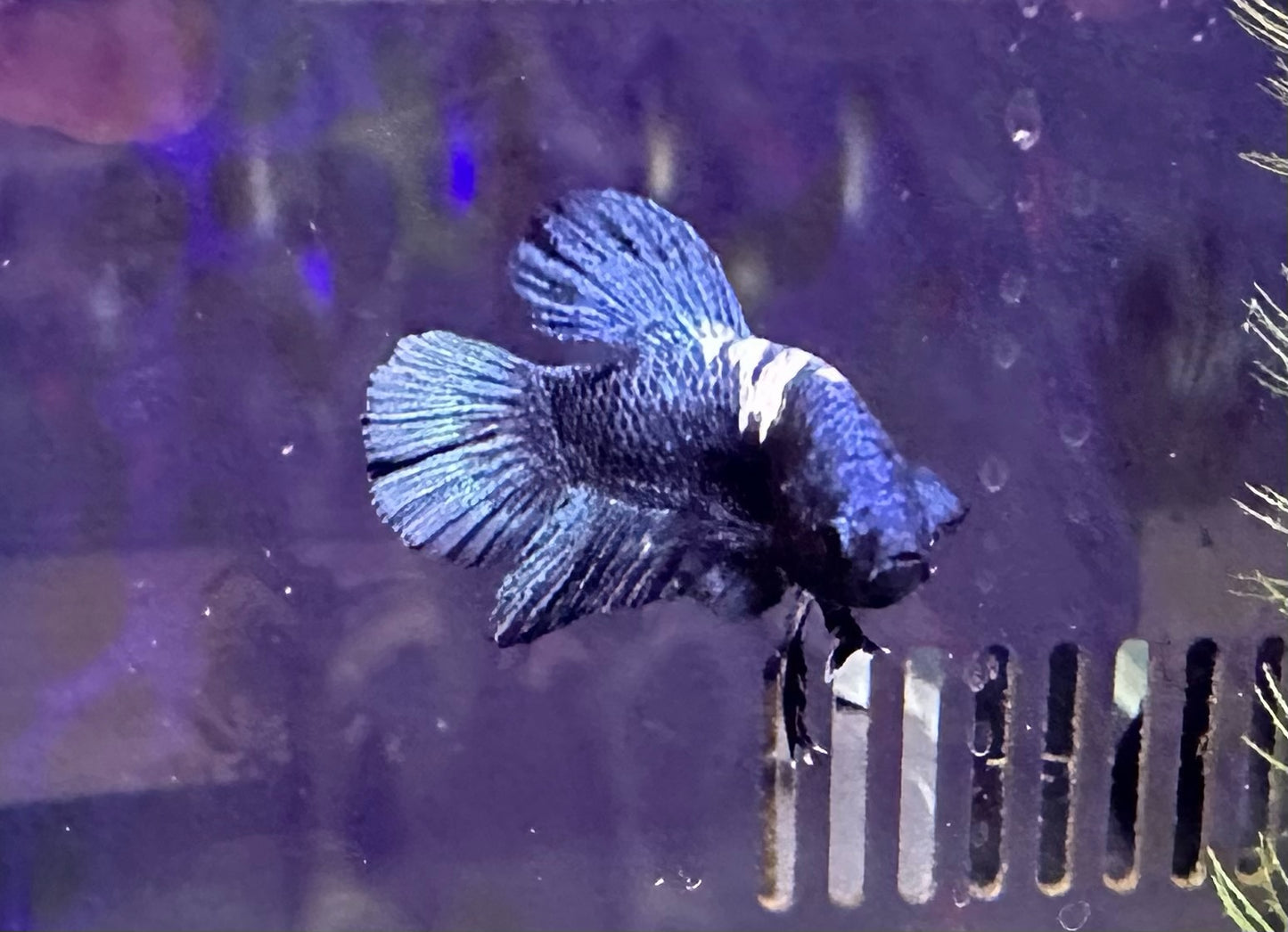 Betta PKHM Blue Rim Male