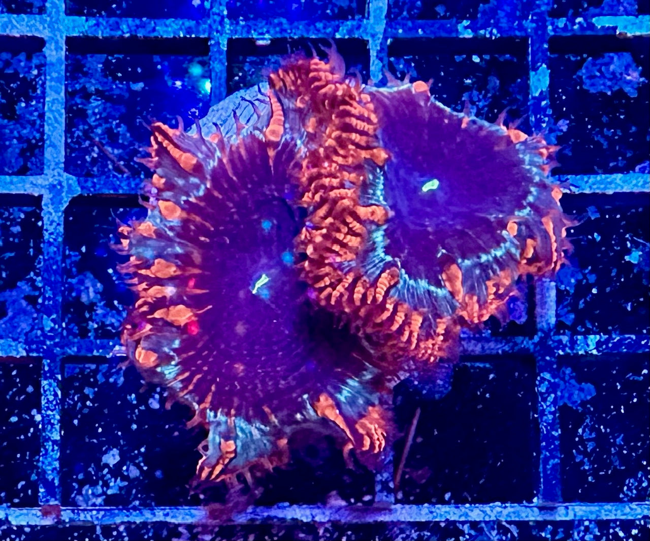 Aquacultured Coral Frags