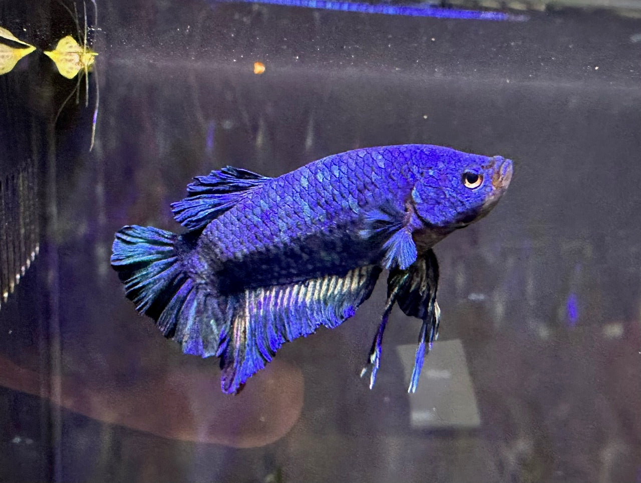 Betta PKHM Blue Rim Marble Male