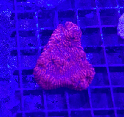 Chalice Corals (Echinophyllia, Oxypora, Mycedium sp.)