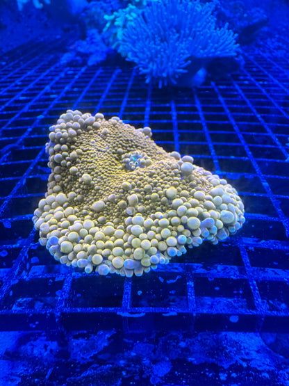Mushroom Coral Morphs (Discosoma/Rhodactis/Ricordea sp.)