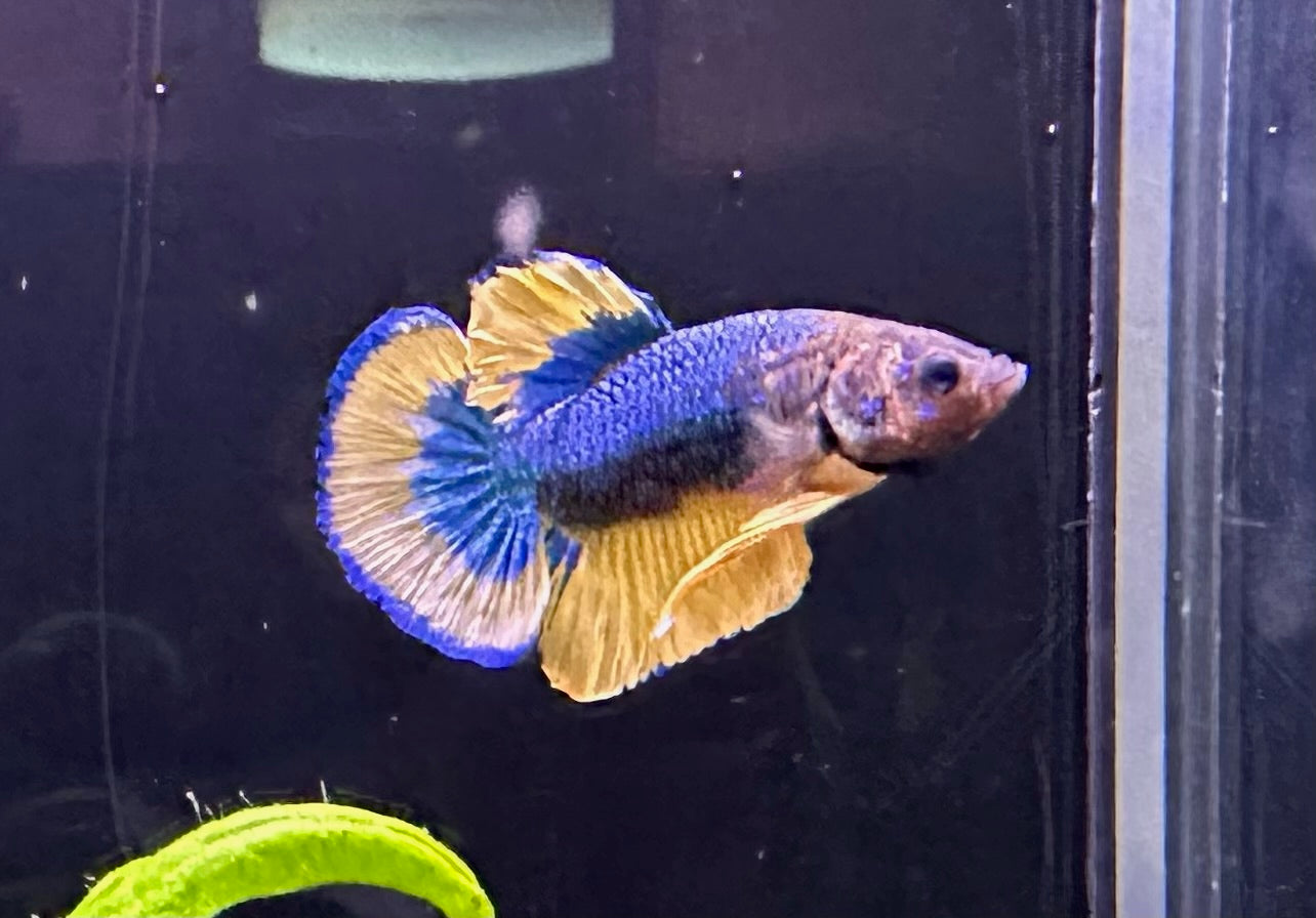 Betta PKHM Mustard Gas Male