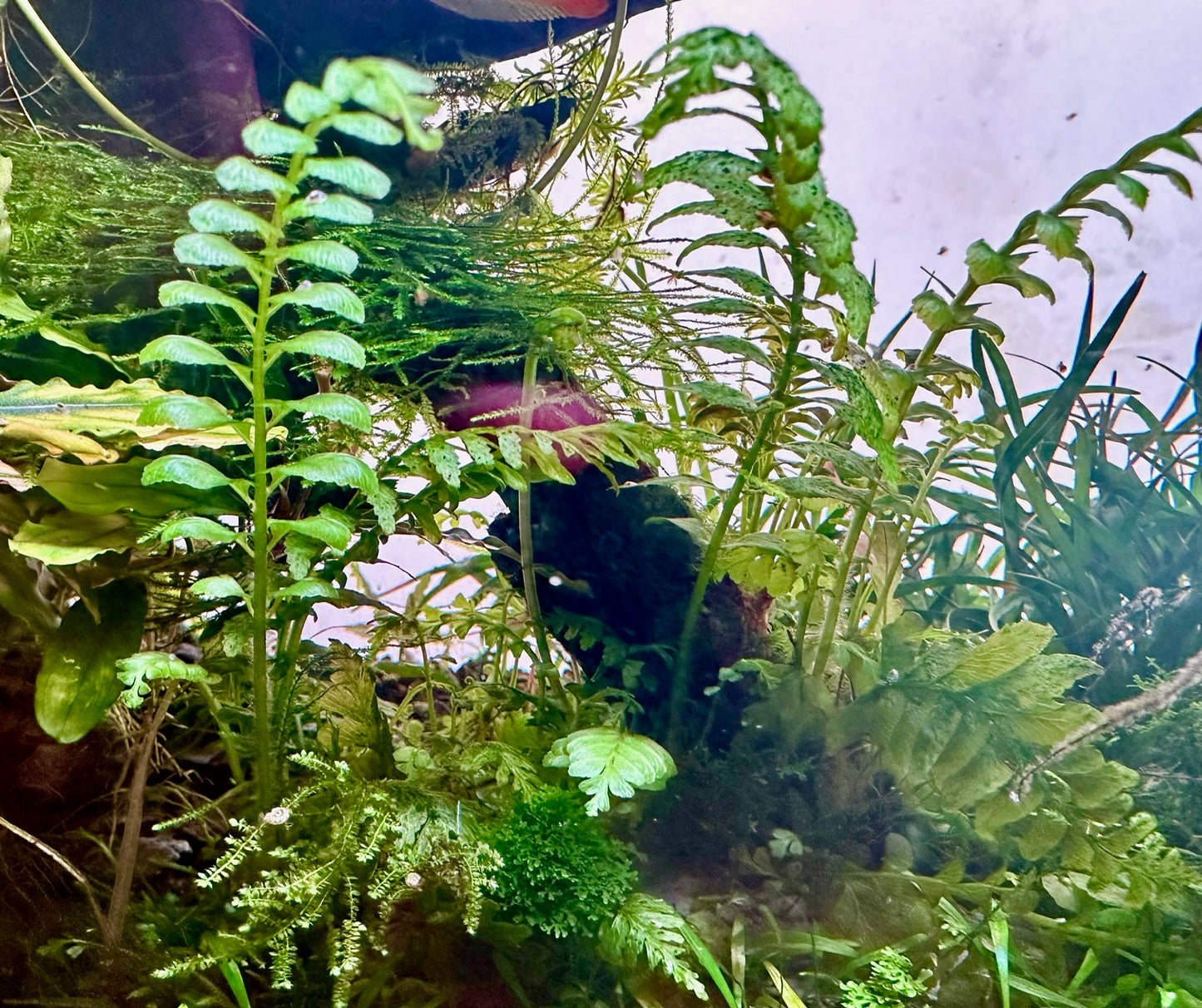 Crepidomanes Auriculatum (Rare)