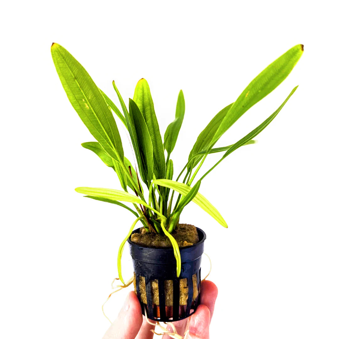 Echinodorus Horemanii Green 'Strap Leaf' Sword