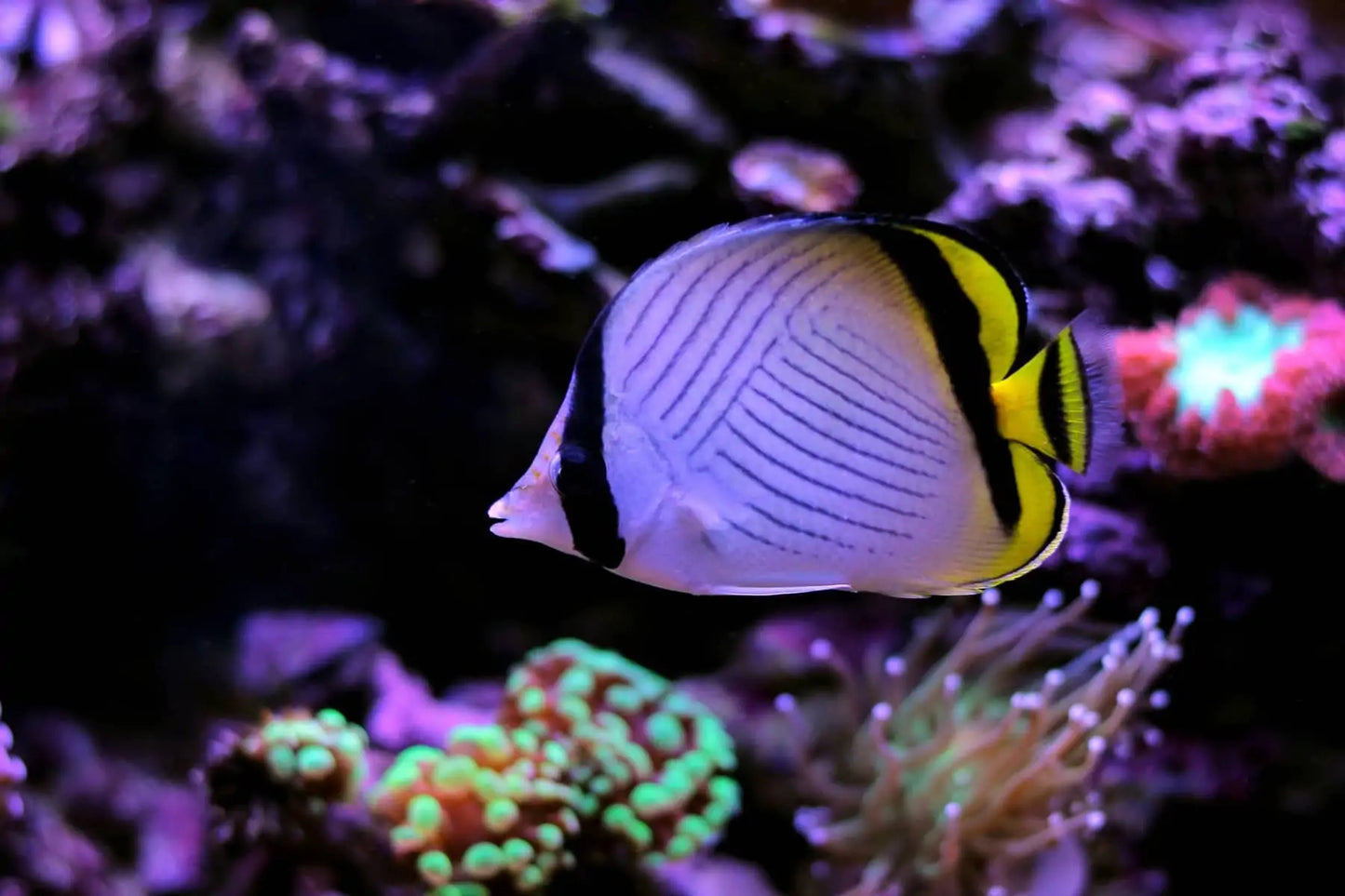 Butterflyfish - Vagabond (Chaetodon vagabundus)