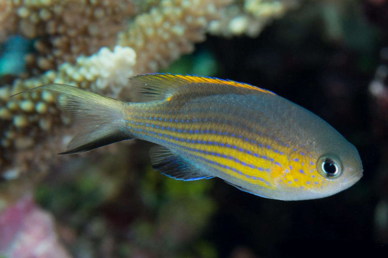 Chromis - Vanderbilt's (Chromis vanderbilti)