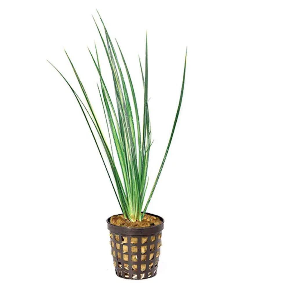 Varigated Rush (Acornis gramineus) - Marginal/Bog plant